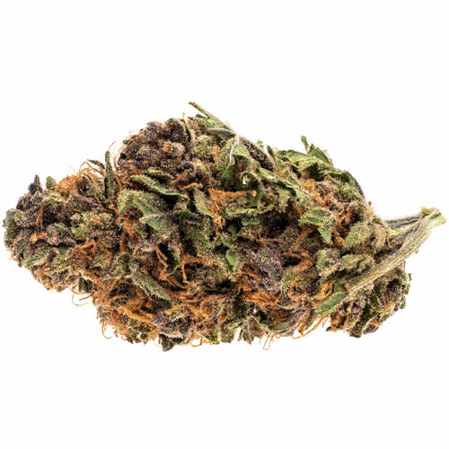 Royal Highness - Good Supply - Dried Flower