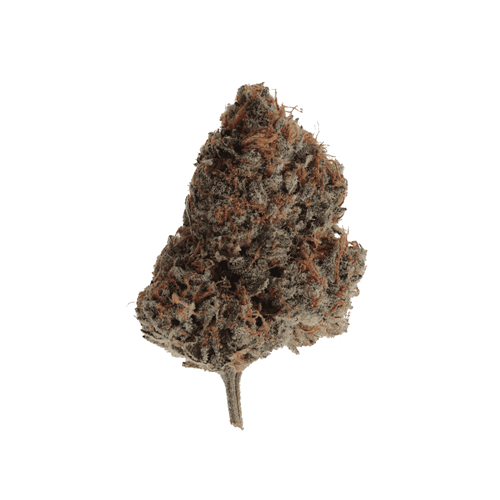 CRAFT GRANOLA FUNK - Wink - Dried Flower
