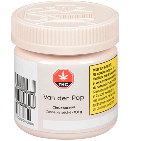 Cloudburst - Van der Pop - Dried Flower